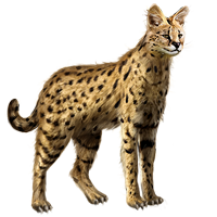 Huge item serval 01