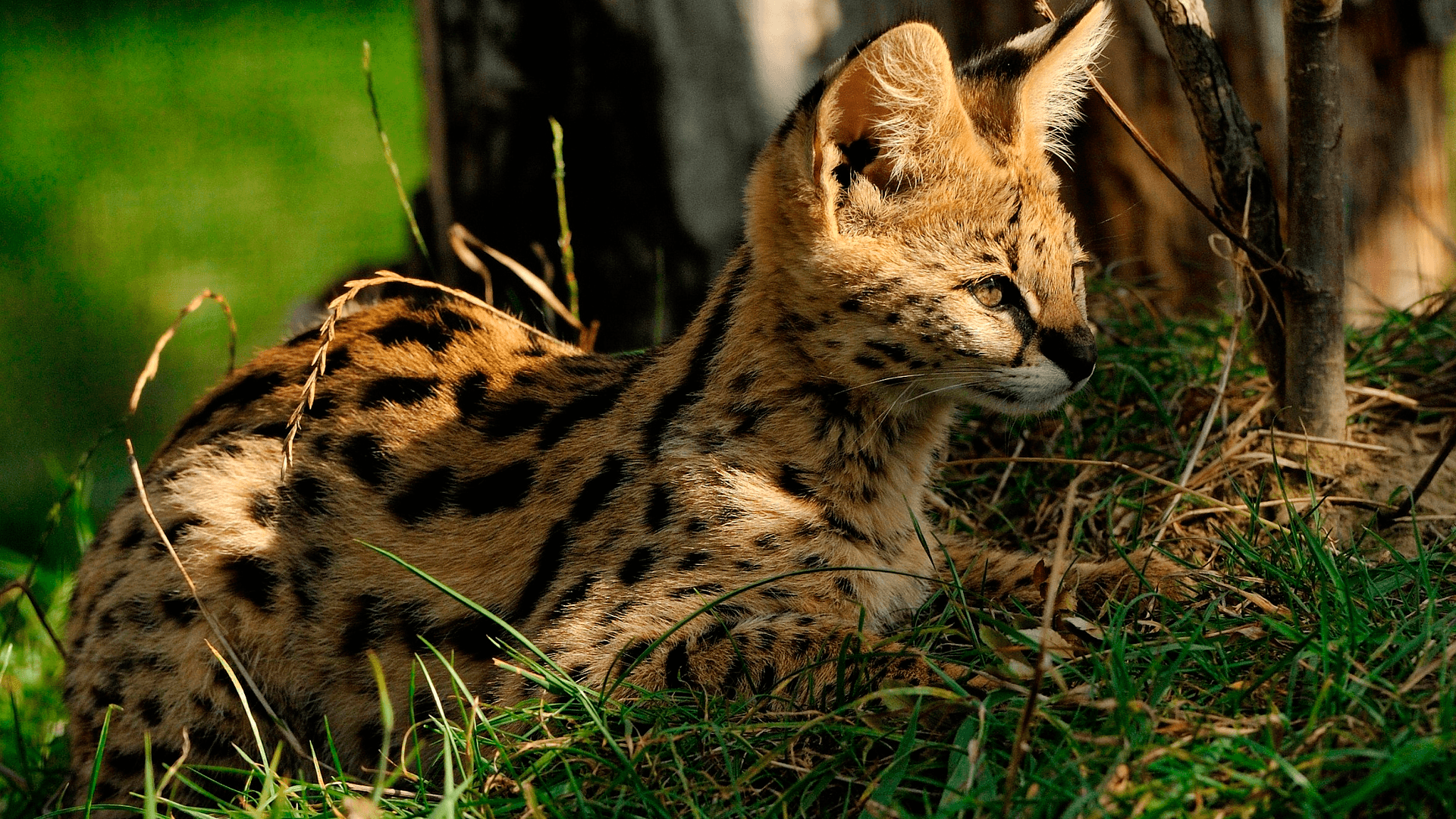 serval-min